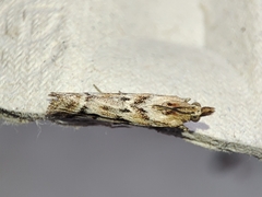 Ancylosis cinnamomella