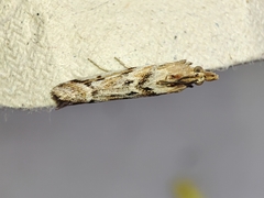 Ancylosis cinnamomella