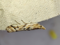 Ancylosis cinnamomella