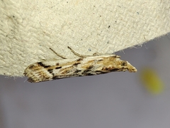 Ancylosis cinnamomella