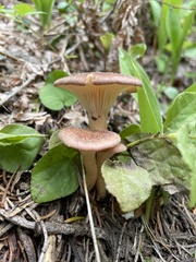 Infundibulicybe squamulosa