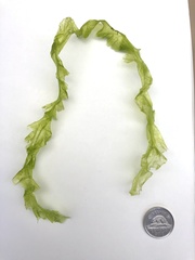 Ulva linza