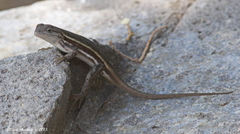 Sceloporus virgatus
