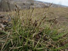 Carex pediformis