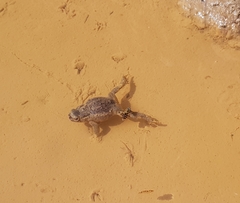 Lucilia bufonivora