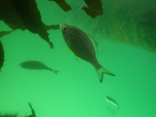 White seaperch (Phanerodon furcatus) — Embiotocidae — 5