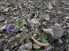 Pulsatilla dahurica