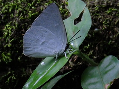 Curetis acuta