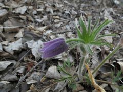 Pulsatilla dahurica