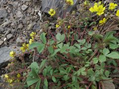 Potentilla fragarioides