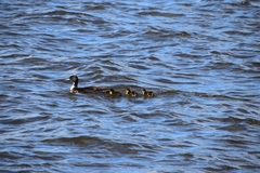 Anas platyrhynchos