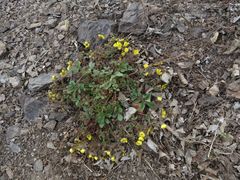 Potentilla fragarioides