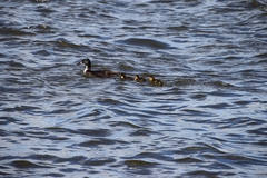 Anas platyrhynchos