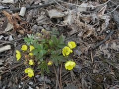 Potentilla fragarioides
