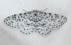 Hymenomima umbelularia