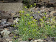 Draba nemorosa