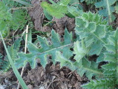 Cirsium acaule