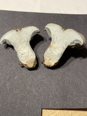 Hygrophorus caeruleus