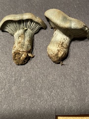 Hygrophorus caeruleus