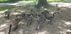 Branta canadensis