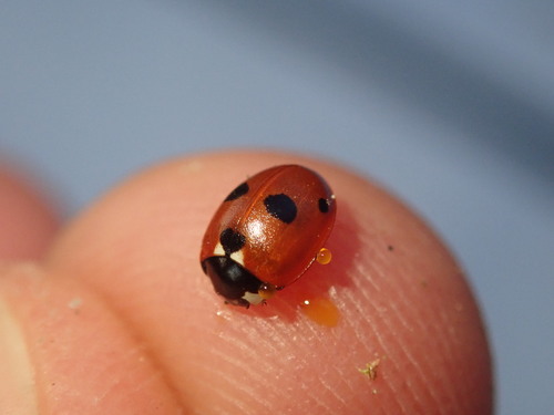 Penkiataškė boružė nuotrauka