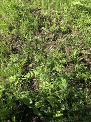 Anthriscus sylvestris