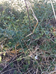 Commicarpus plumbagineus