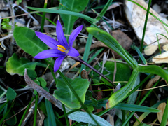 Romulea linaresii