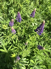 Lupinus polyphyllus