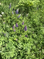 Lupinus polyphyllus