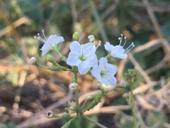 Commicarpus plumbagineus