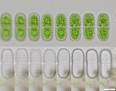 Cosmarium elegantissimum