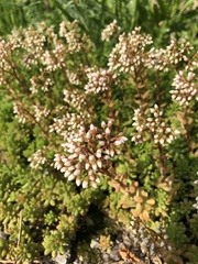 Sedum album