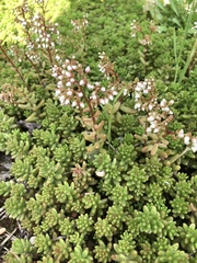 Sedum album
