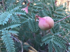 Prosopis farcta