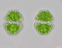 Cosmarium homalodermum