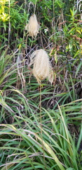 Miscanthus nepalensis