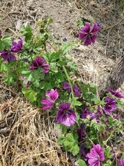 Malva sylvestris mauritiana