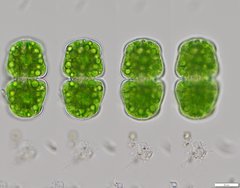 Cosmarium holmiense integrum