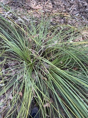 Xanthorrhoea concava