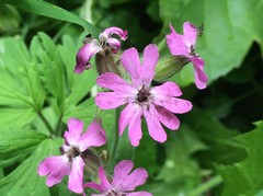 Microbotryum silenes-dioicae