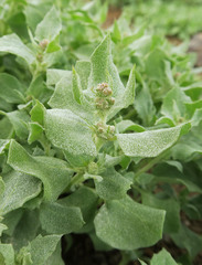 Atriplex argentea