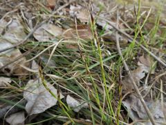 Carex pediformis