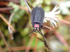 Pyrocoelia formosana