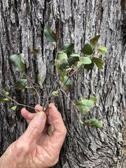 Cadellia pentastylis