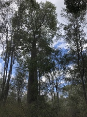 Cadellia pentastylis