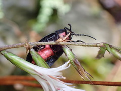 Pyrocoelia formosana