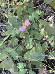 Rosa spithamea