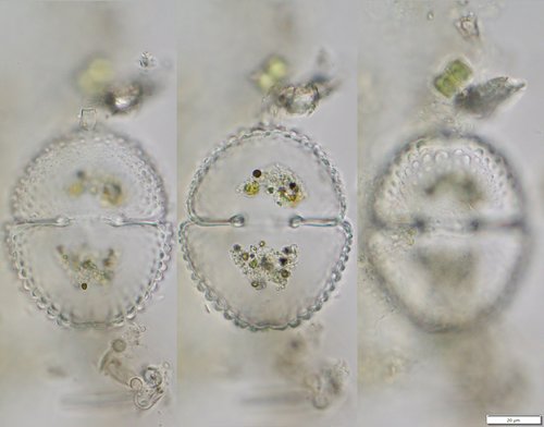 Cosmarium hornavanense