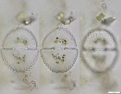 Cosmarium hornavanense